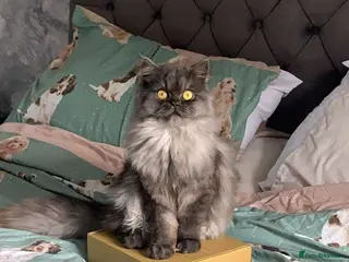 Persian cats 2x PersianX kittens ready now - Advert 17