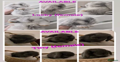 Mini Lop rabbits - Advert 3