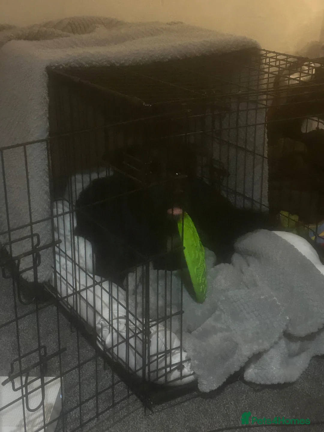 Border Collie dogs for sale: Pedigree border collie  in Camborne - Advert 13