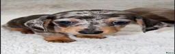 Dachshund dogs for sale: Dachshund Puppies  in Guildford - Advert 6