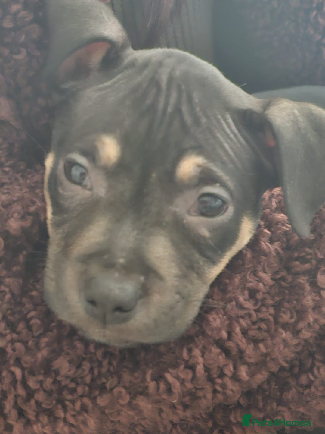 Mixed Breed dogs for sale: Bullmastiff cross pocket bully - Advert 2