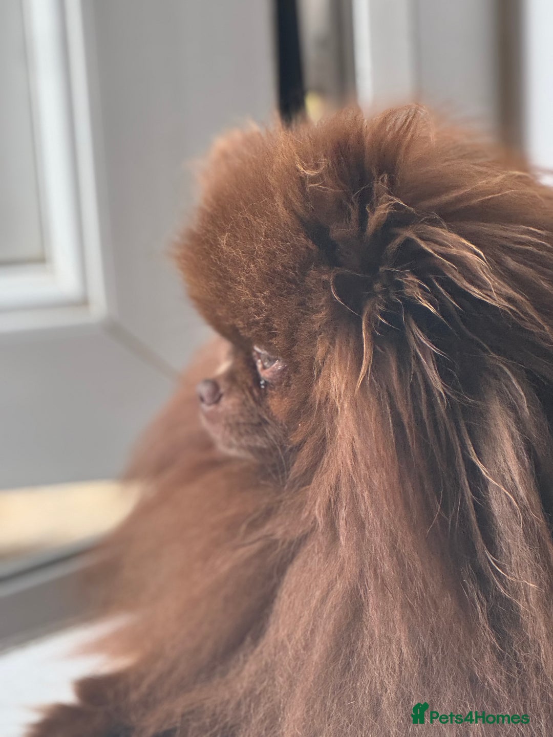 Pomeranian dogs for sale: Teddy bear amazing puppy 🥰 - Image 13