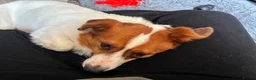 Mixed Breed dogs for adoption: Gregory for adoption in Leigh-on-Sea - Advert 6