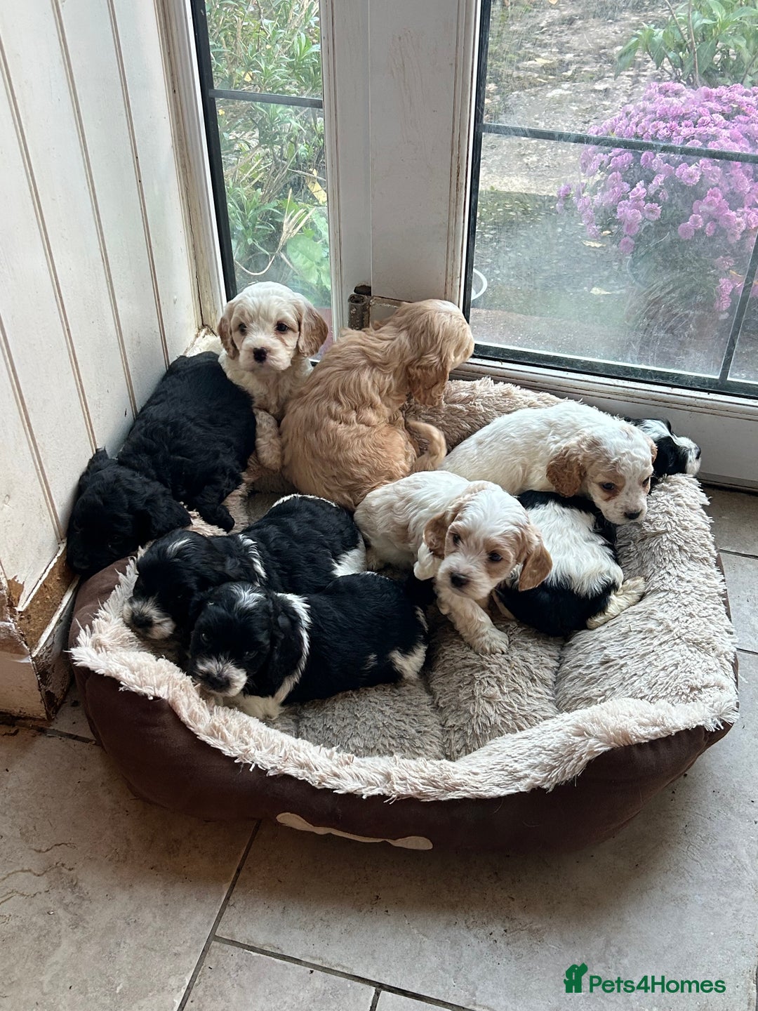 Cavapoo dogs for sale: Beautiful Cavapoo puppies  - Advert 5