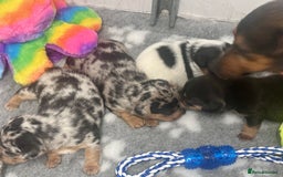 Jack Russell dogs for sale: True miniature Jack Russell’s  - Image 2