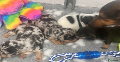 Jack Russell dogs - Advert 4