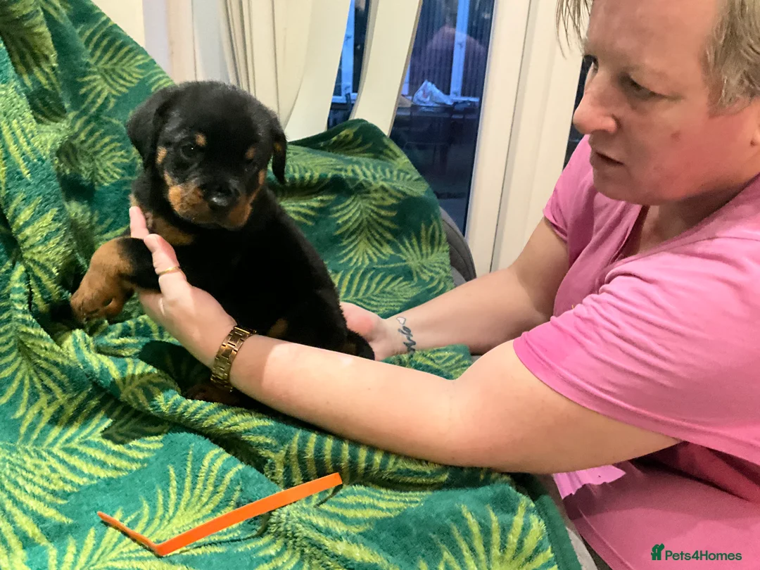 Rottweiler dogs for sale: Rottweiler puppies - Advert 8