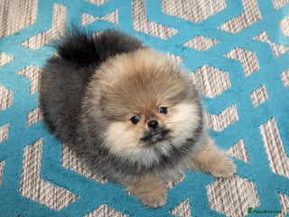 Pomeranian dogs Only boy left for Pom lovers - Advert 1