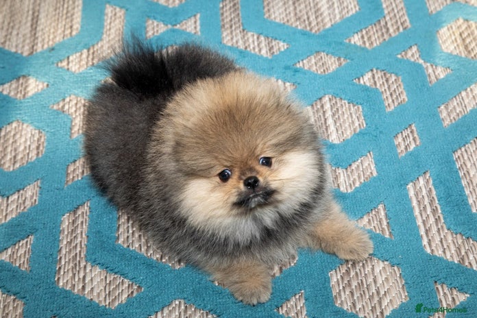 Pomeranian dogs Only boy left for Pom lovers - Advert 3