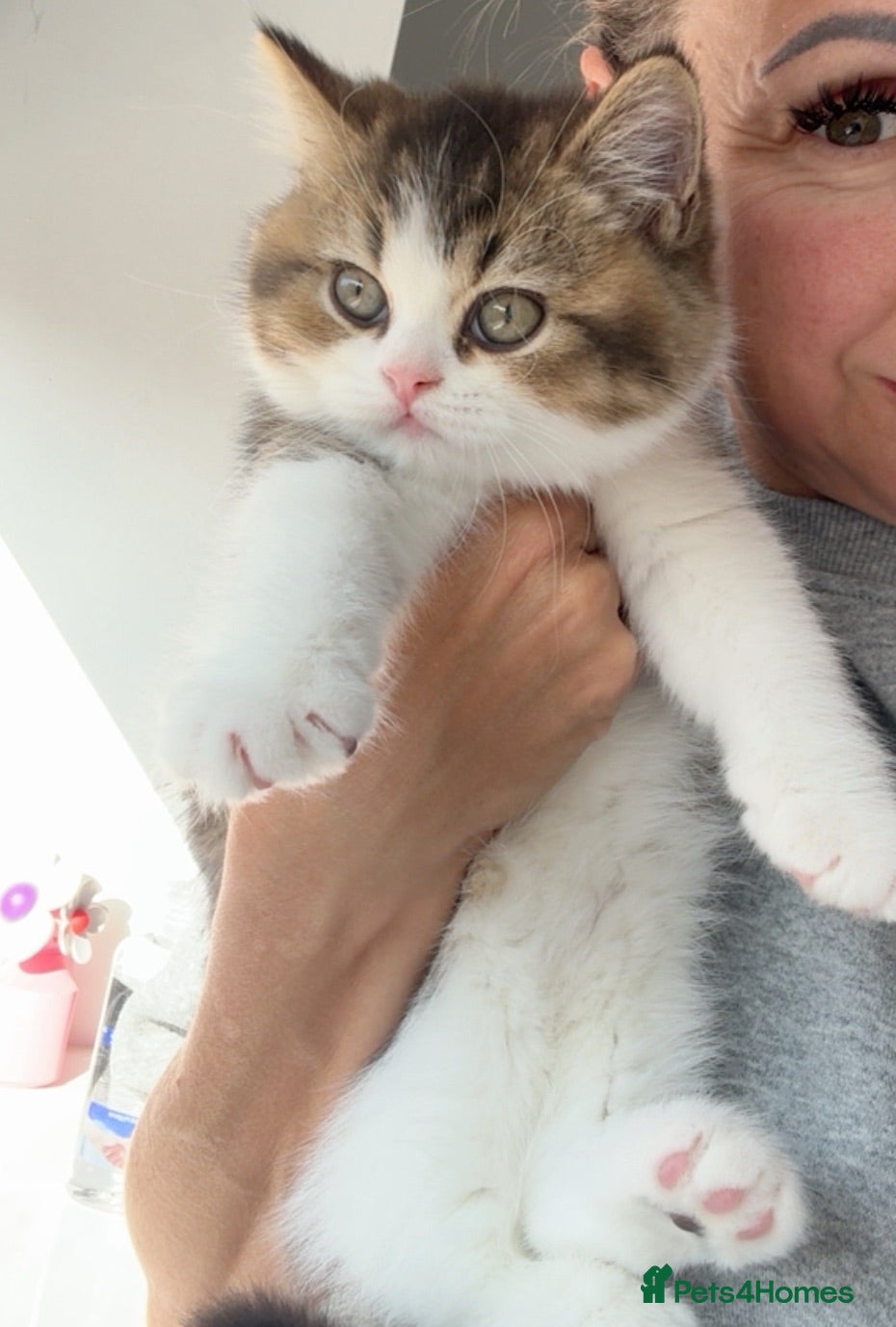 British Shorthair cats Last one tabby bi colour boy TICA - Advert 1