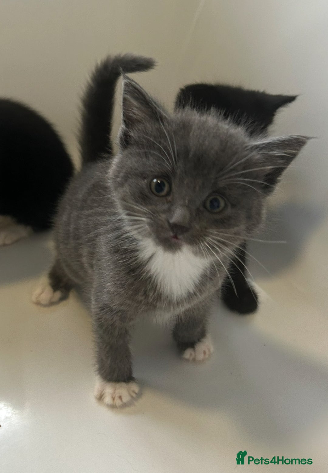 Mixed Breed cats for sale: 4 kittens looking for their forever home  - Advert 12