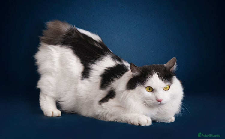 Kurilian Bobtail cats - Advert 1