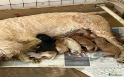 Cockapoo dogs for sale: Cockapoo puppies for sale  - Image 8