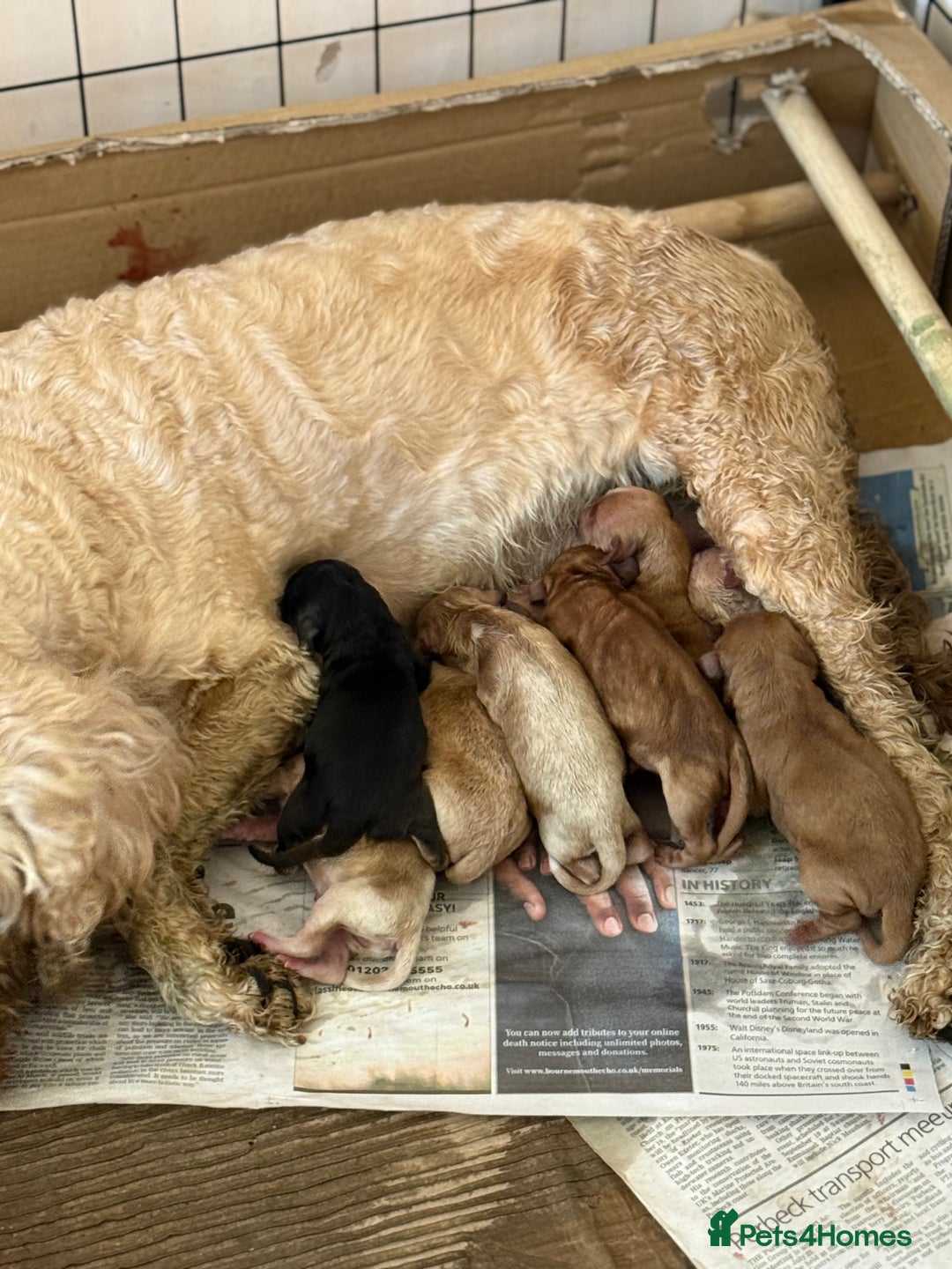 Cockapoo dogs for sale: Cockapoo puppies for sale  - Image 8