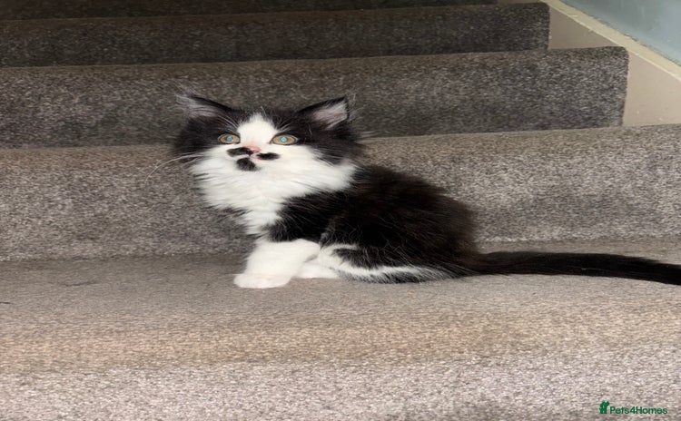 Maine Coon cats - Advert 13
