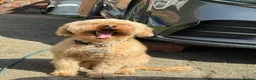 Cockapoo dogs for stud: 2 year old Cockapoo ready to stud! - Advert 6