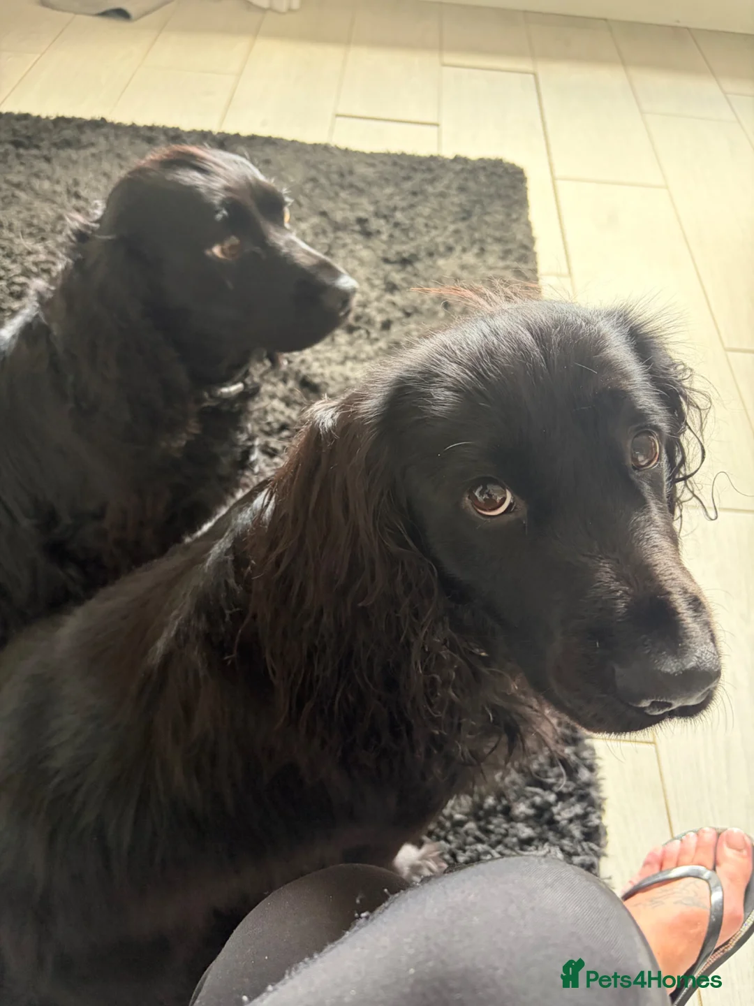 Cocker Spaniel dogs for sale: KC registered pedigree cocker spaniels - Advert 2