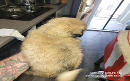 Lhasa Apso dogs for sale: Beautiful lhasa apso  - Image 4