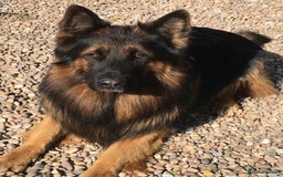 German Shepherd dogs for sale: TOP QUALITY GERMAN SHEPHERD LITTERS - Image 18