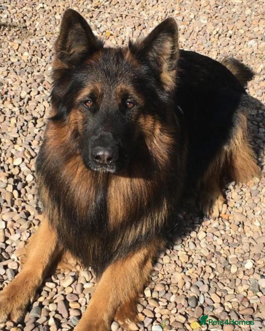 German Shepherd dogs for sale: TOP QUALITY GERMAN SHEPHERD LITTERS - Image 18