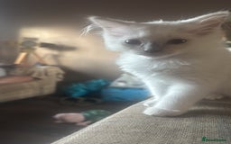 Ragdoll cats for sale: 1 Male kitten  - Image 10