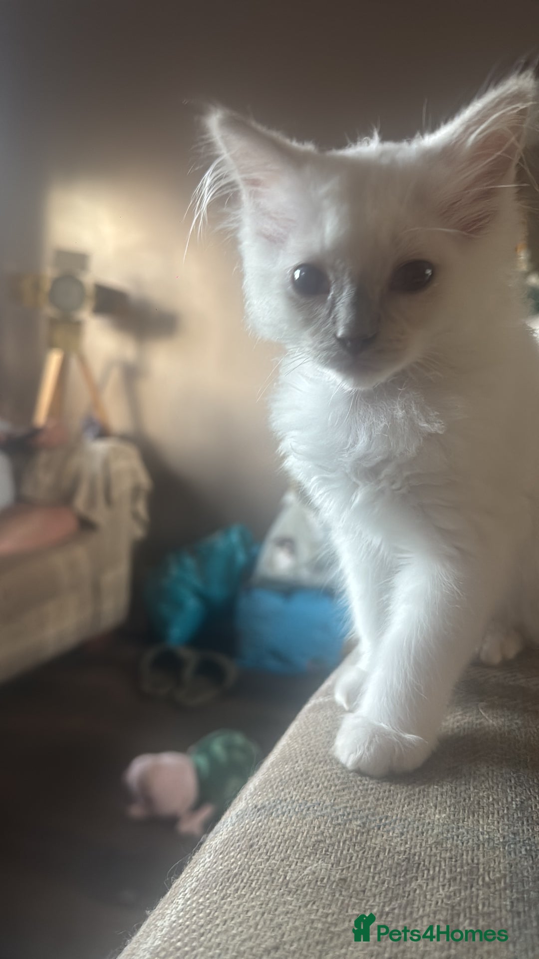 Ragdoll cats for sale: 1 Male kitten  - Image 10