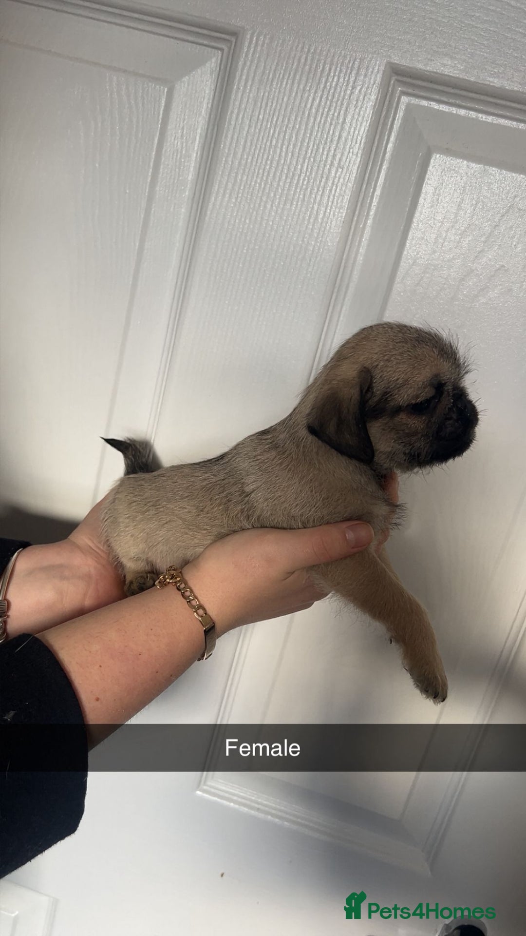Mixed Breed dogs for sale: Beautiful litter of pug cross shih-tzu  ♥️ - Advert 11