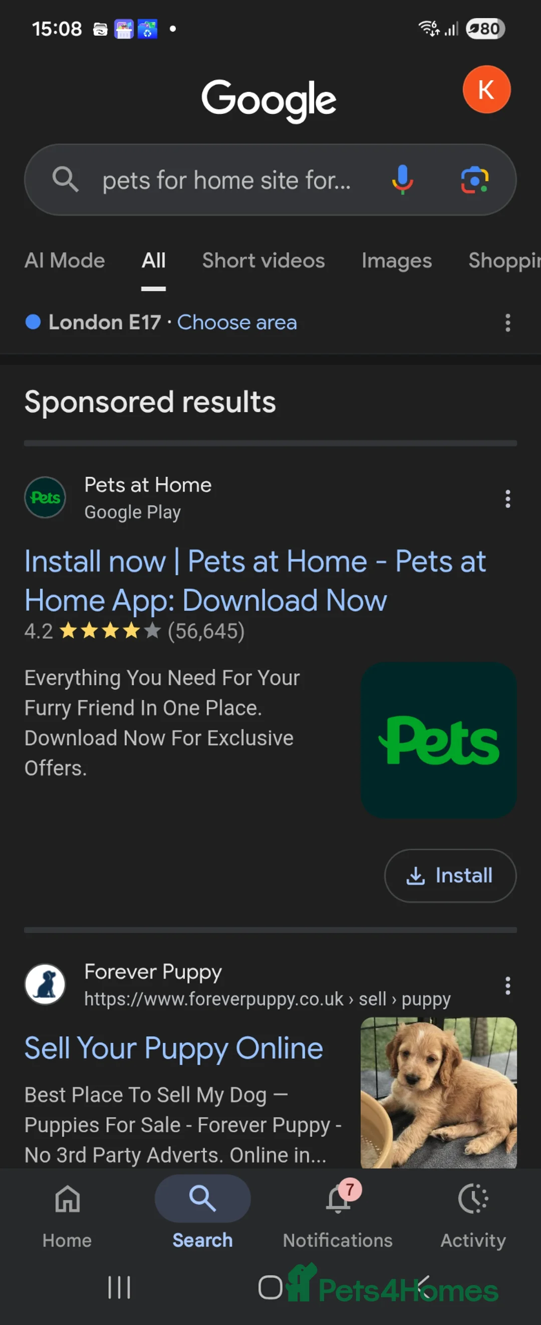 Pomeranian dogs for sale: Kate  in London - Advert 2