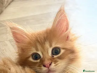 Maine Coon cats Half Mainecoon - Advert 2