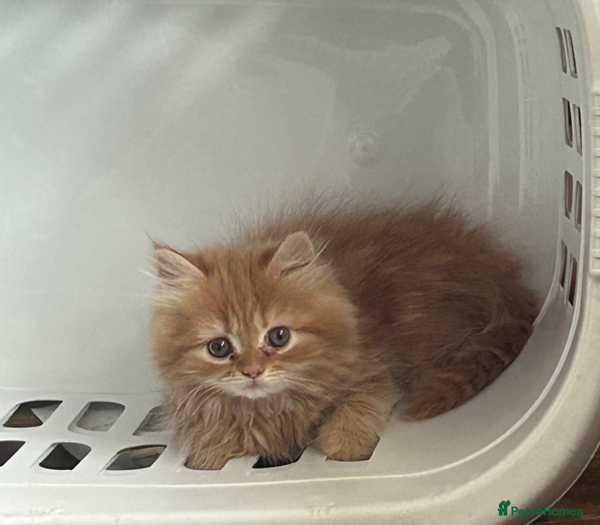 Persian cats LAST Beautiful female ginger persian - Advert 15