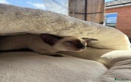 Siamese cats for sale: Siamese kittens - girls  - Image 34