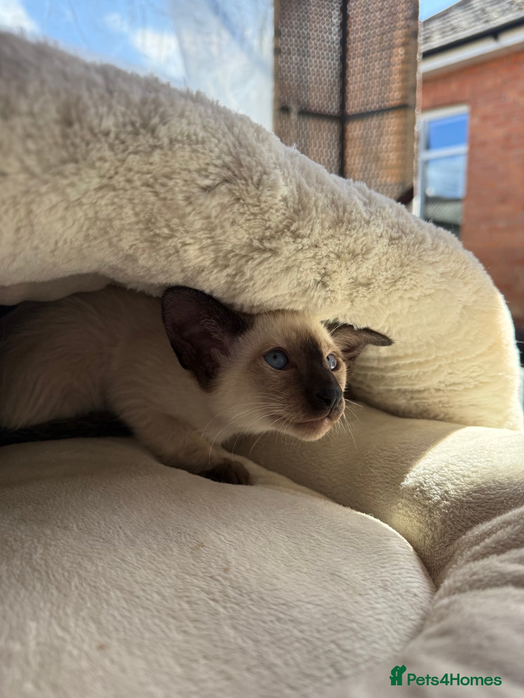 Siamese cats for sale: Siamese kittens - girls  - Image 34