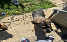 German Shepherd dogs for sale: Beautiful Boy To Go To New Home - Image 11