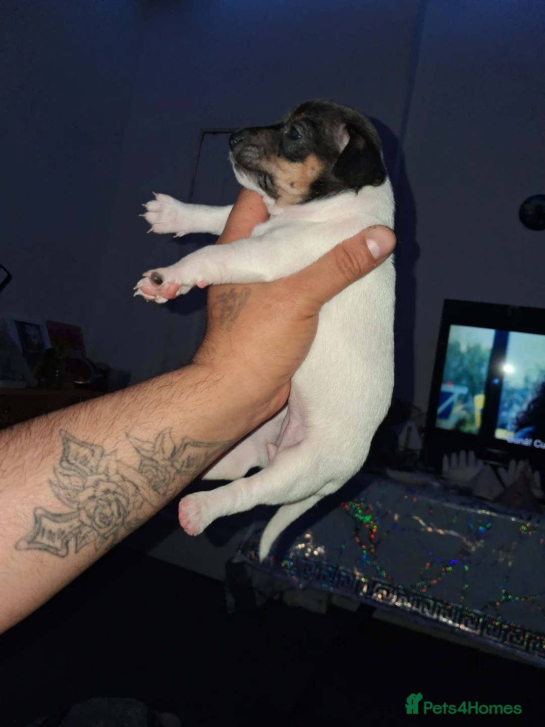 Jack Russell dogs for sale: Jack russel  in Leeds - Advert 1