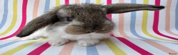 French Lop rabbits for sale: Pure breed Baby Giant French Lops Rabbits - Advert 18