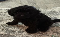 Cavapoo dogs for sale: *1 BOY LEFT - READY NOW* F1B Cavapoo for sale in Mansfield - Image 4