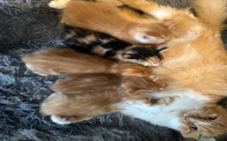 Mixed Breed cats for sale: Gorgeous Ginger & White  - Image 8