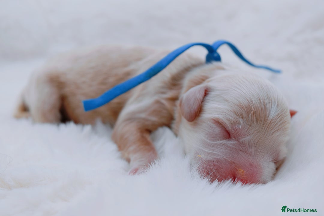 Cavapoo dogs for sale: Extensively health tested F1b curly Cavapoos  - Image 12