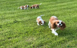 Cavalier King Charles Spaniel dogs for sale: Beautiful Blenheim Cavalier King Charles puppies - Image 22