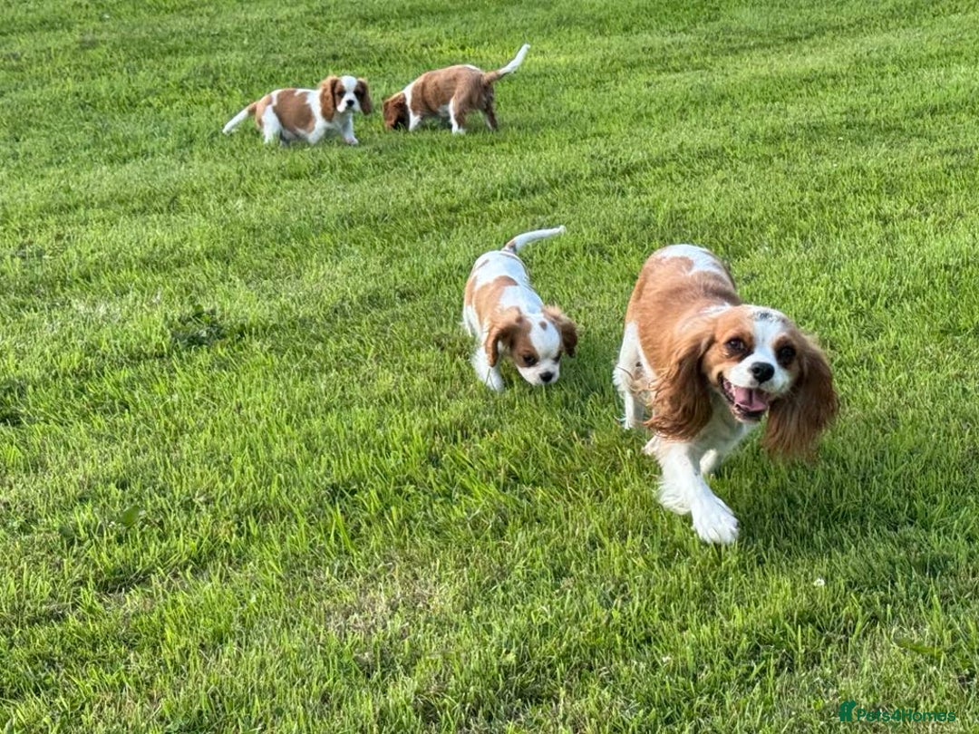 Cavalier King Charles Spaniel dogs for sale: Beautiful Blenheim Cavalier King Charles puppies - Image 22