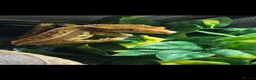 Gecko reptiles for sale: Female Crested gecko in Worthing - Advert 3