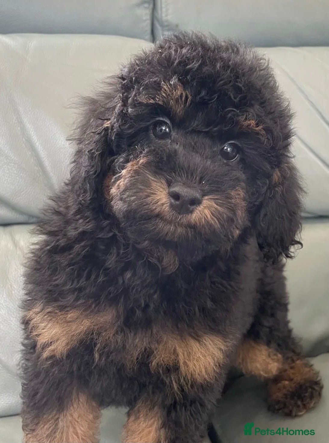 Miniature Poodle dogs MINIATURE POODLE PUPPIES x5 chocolate & apricot - Advert 14