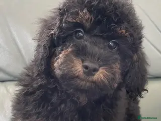 Miniature Poodle dogs MINIATURE POODLE PUPPIES x5 chocolate & apricot - Advert 14