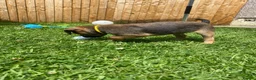 Border Terrier dogs for sale: ⭐️KC BORDER TERRIER PUPPIES, SLEM CLEAR - Advert 17
