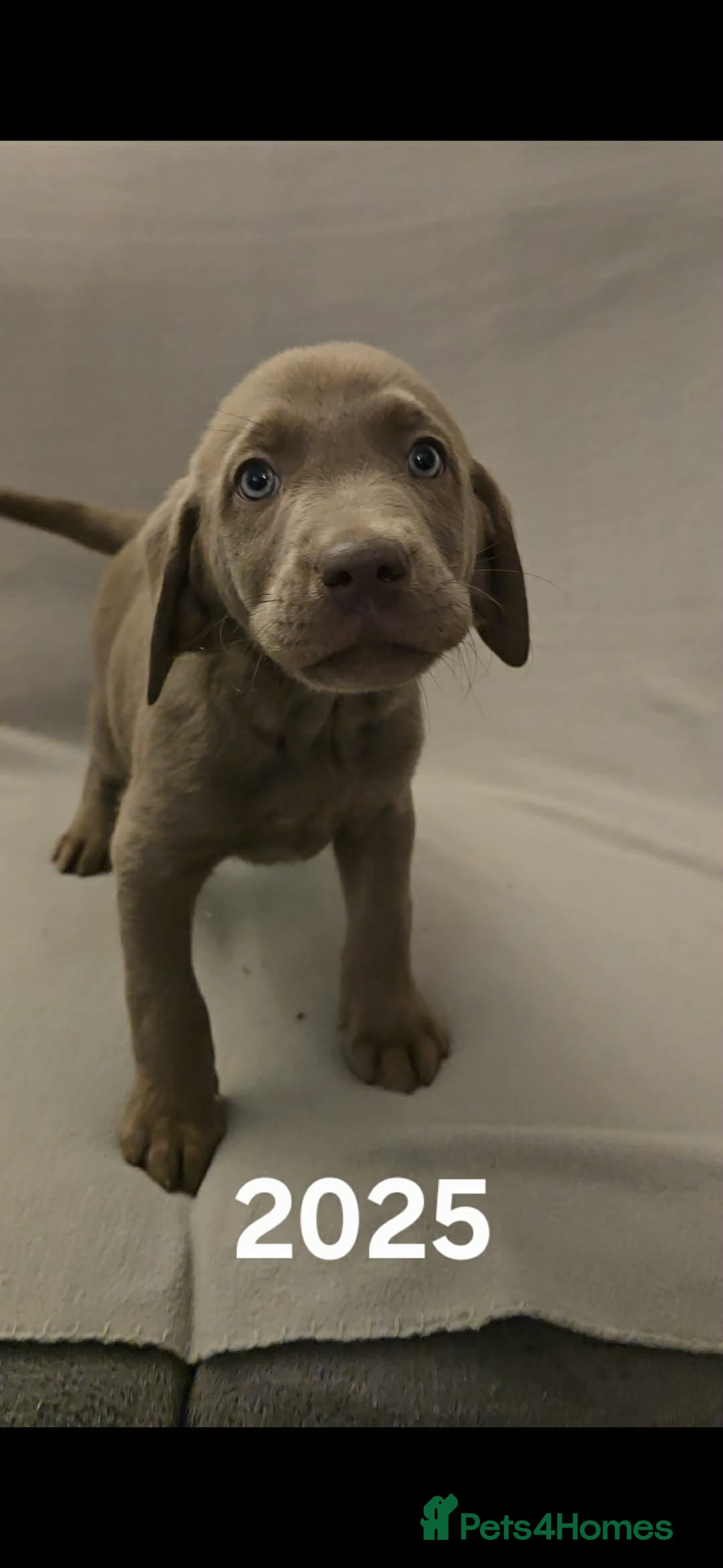 Labrador Retriever dogs for sale: Stunning silver Labradors  - Advert 19