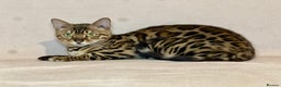 Bengal cats for sale: Bengal Queen  - Advert 11