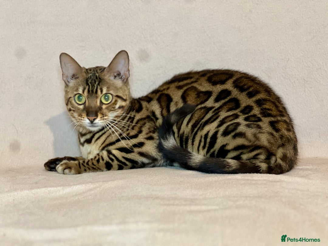 Bengal cats for sale: Bengal Queen  - Advert 11