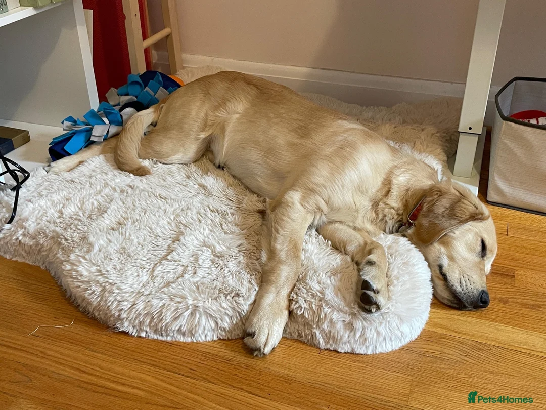 Golden Retriever dogs for sale: Beautiful Golden Retriever  - Advert 1