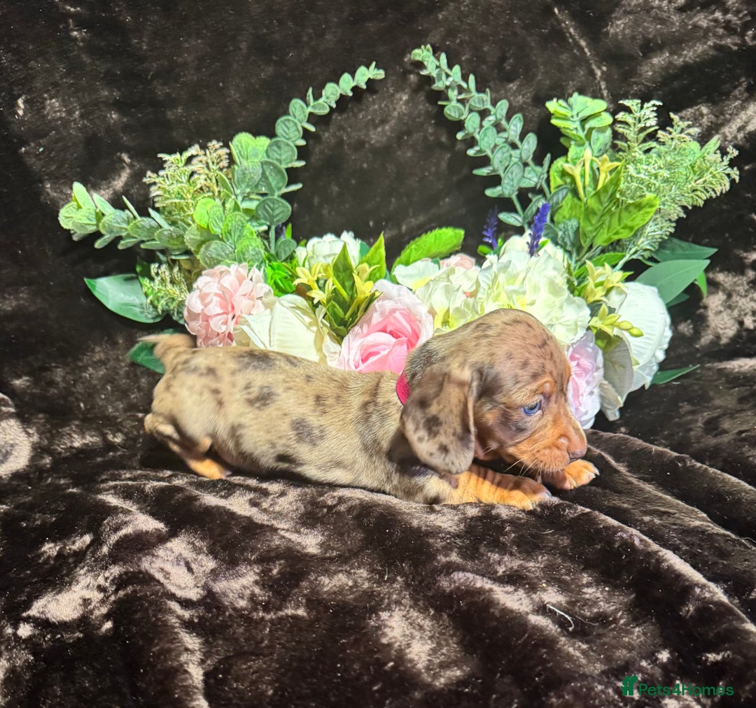 Miniature Dachshund dogs for sale: BEAUTIFUL KC MINI DACHSHUND READY TO LEAVE 23/12   - Advert 21
