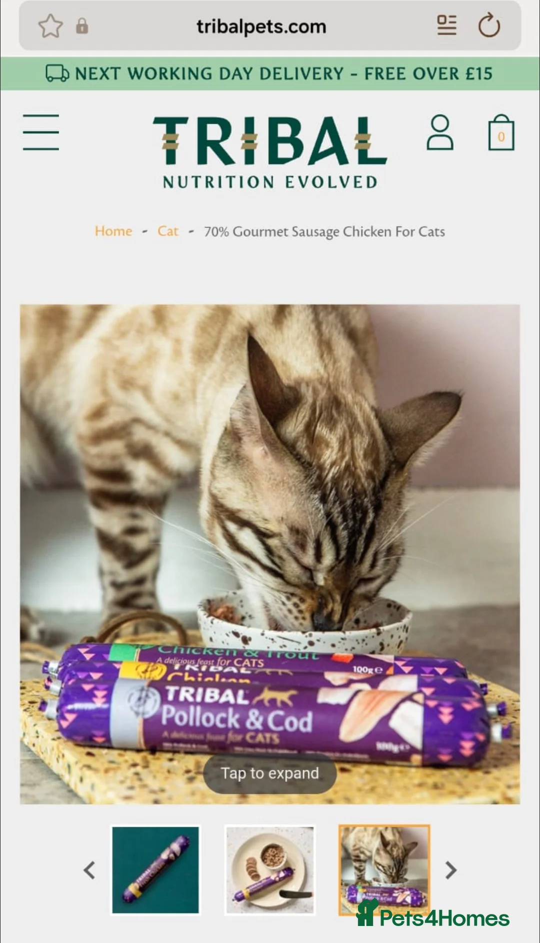 Bengal cats for sale: 🥇🏆Gorgeous Pedigree Tica Pure Bengals🏆🥇 - Advert 17